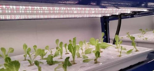 中農富興精品案例 開封愛思嘉農業(yè)嘉年華植物工廠組培室花卉項目