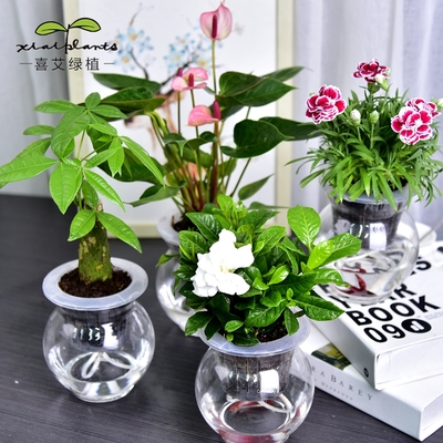 室內(nèi)綠意 綠蘿、發(fā)財樹等常見室內(nèi)植物的種植與養(yǎng)護指南